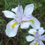 dietes-iridoides-tiny-dancer flower