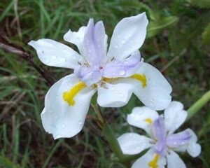 dietes-iridoides-tiny-dancer flower