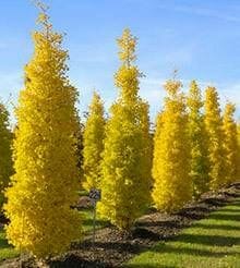 ginkgo biloba maidenhair tree lemonlime spire pbr 1