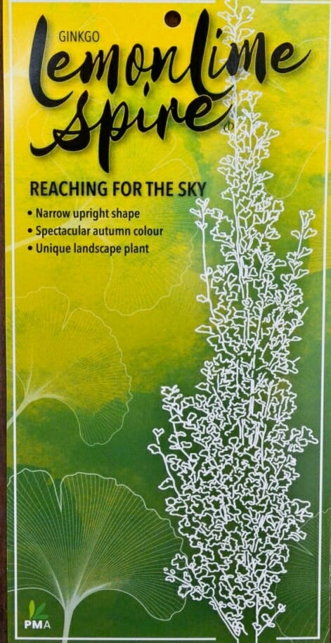 ginkgo biloba maidenhair tree lemonlime spire pbr label