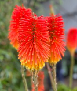 winter cheer red hot poker flowering kniphofia