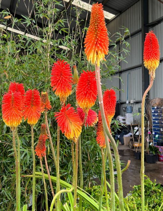 hello hello plants Kniphofia uvaria Winter Cheer red hot poker flowers