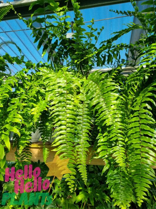 Nephrolepis 'Boston Fern' 8" (Hanging Basket)