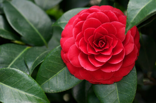 Camellia japonica 'Red Red Rose' 6" Pot