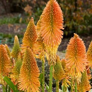 kniphofia winter cheer red hot poker