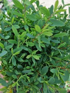 leptospermum foreshore