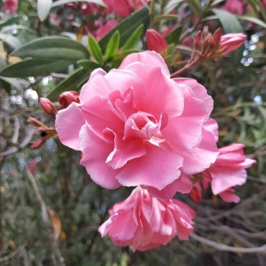 Nerium 'Double Pink Dwarf' 8" Pot