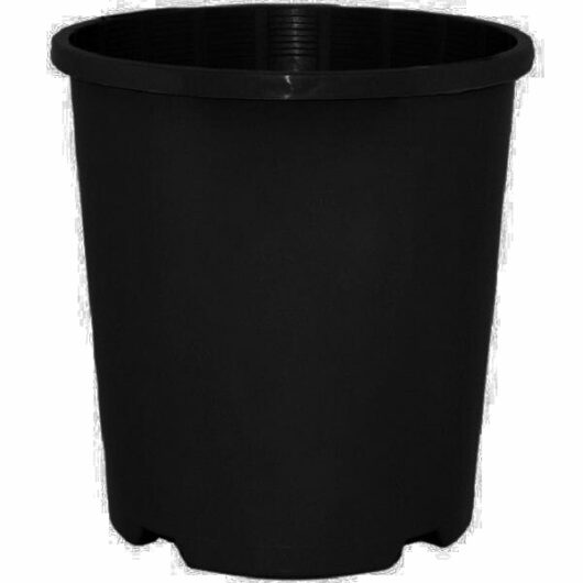 Hello Hello Plants Melbourne Australia Black Plastic 1.5L 14cm pot