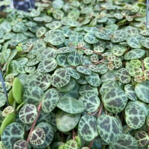 peperomia prostrata string of turtles