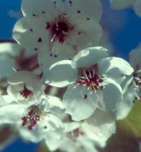 pyrus calleryana burgundy snow ornamental pear flowers