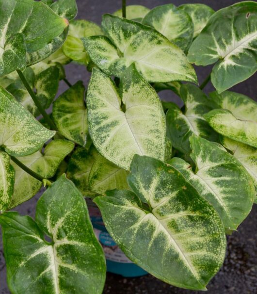 Syngonium 'Pixie' 5" Pot
