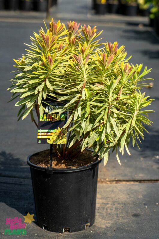 Hello Hello Plants Nursery Melbourne Victoria Australia Euphorbia martinii Ascot Rainbow Martin's Spurge 20cm Pot