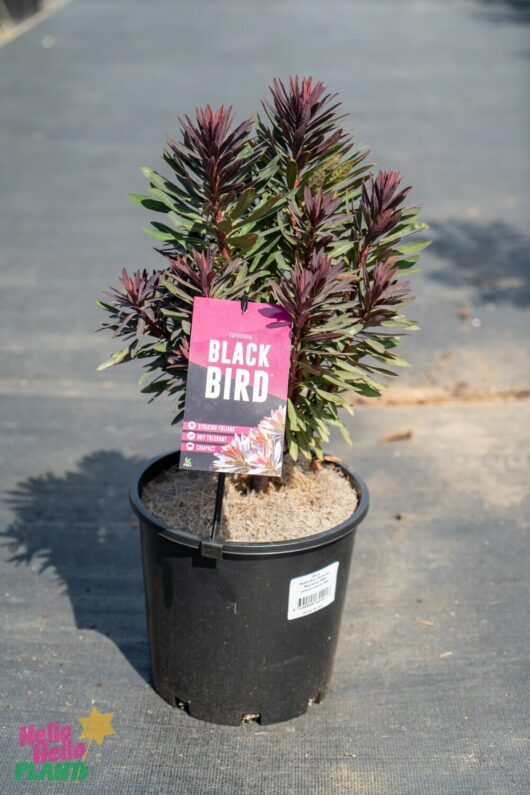 Euphorbia 'Blackbird' 8" Pot