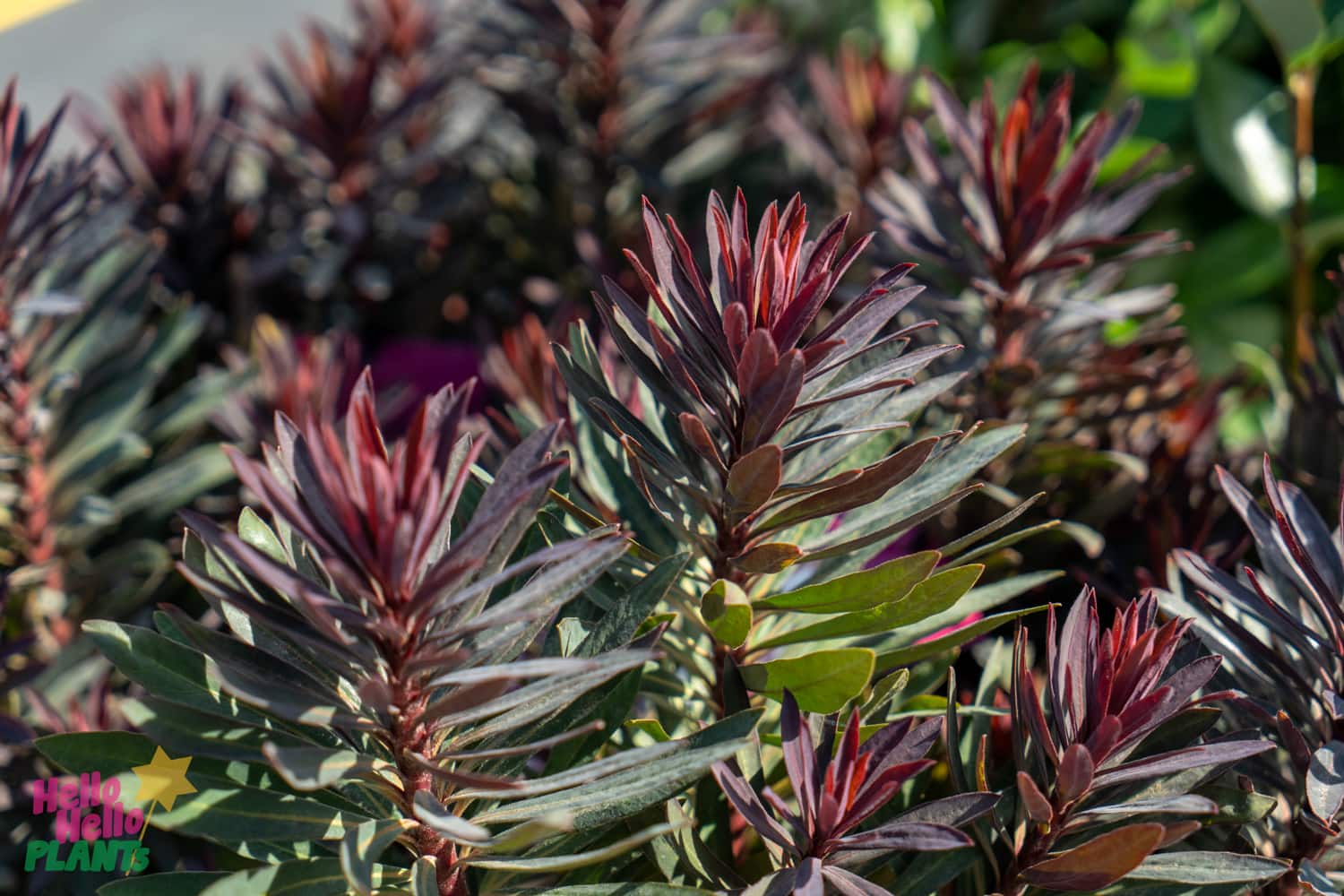 Foliage Cottage Perennials