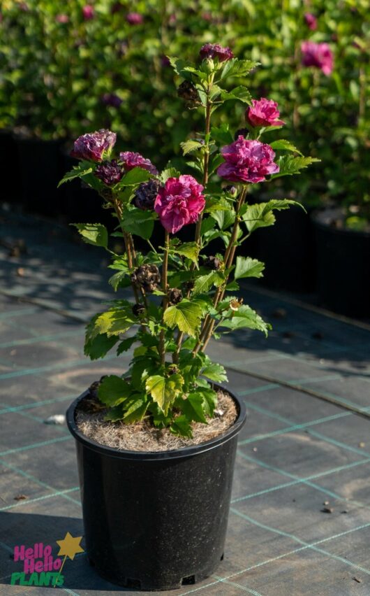 Hello Hello Plants Nursery Melbourne Victoria Australia Hibiscus syriacus Double Plum 8in Pot