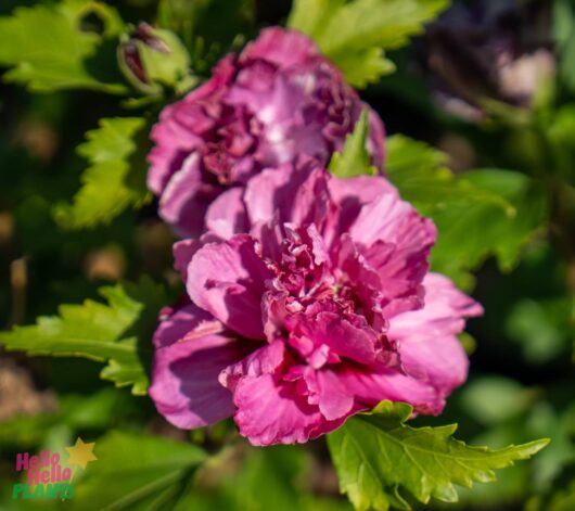 Hello Hello Plants Nursery Melbourne Victoria Australia Hibiscus Syriacus Double Plum Flower