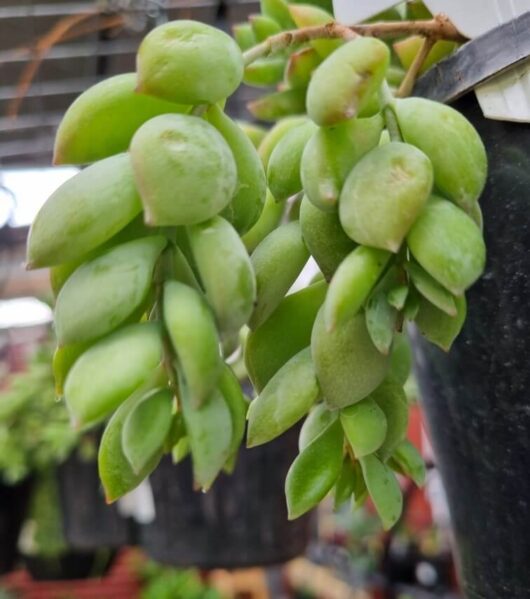 Cotyledon pendens 6" (Hanging Basket)