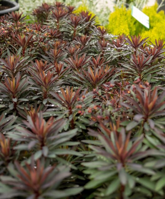 Euphorbia 'Blackbird'