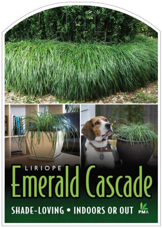 Liriope 'Emerald Cascade' PBR 6" Pot