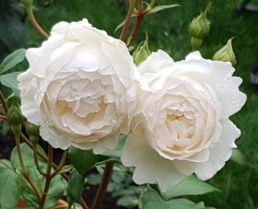 Rose 'Desdemona®'