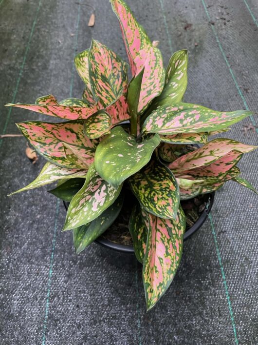 Hello Hello Plants Nursery Melbourne Victoria Australia Aglaonema commutatum Lady Valentine 20cm Pot