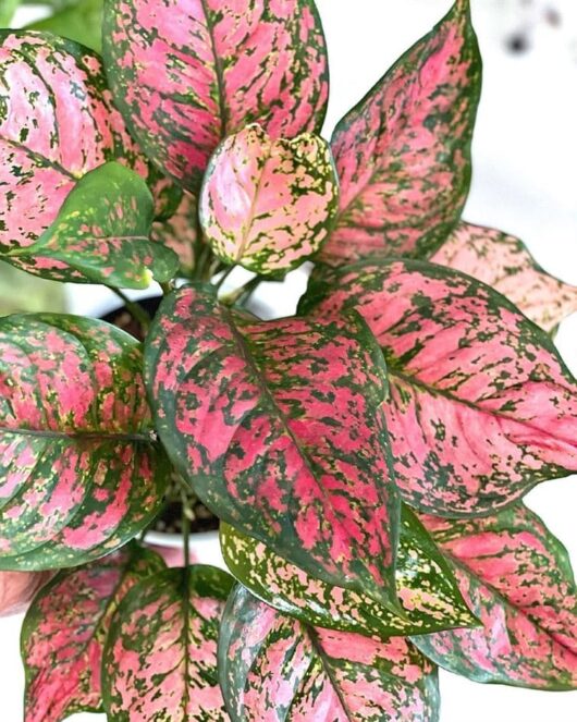 Aglaonema 'Lady Valentine'