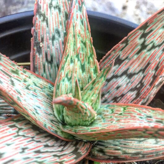 Aloe 'Pink Blush' 6" Pot