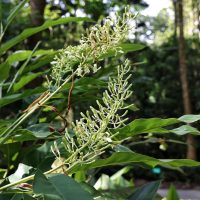 Close-up of green foliage with long, narrow, clustered buds in a wooded area. Background shows various trees and dense vegetation, resembling the vibrant growth seen in an Alpinia 'Thai Ginger' 8" Pot.