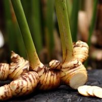 Close-up of freshly harvested Thai Ginger (also known as galangal) roots with green stalks attached, lying on a dark surface. Thinly sliced pieces of Alpinia 'Thai Ginger' 8" Pot are also visible beside the main roots.