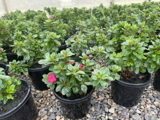 Hello Hello plants nursery melbourne victoria australia Azalea kurume azalea Hinodegiri Rhododendron 20cm pot