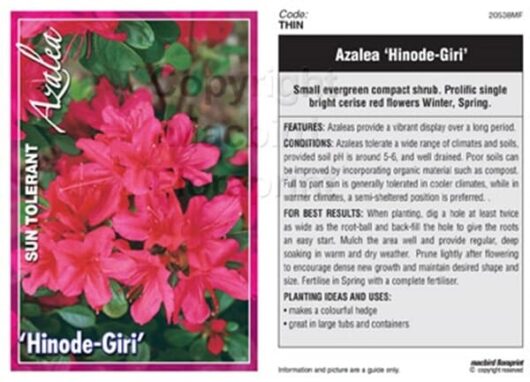 Azalea 'Hinode Giri' 8" Pot
