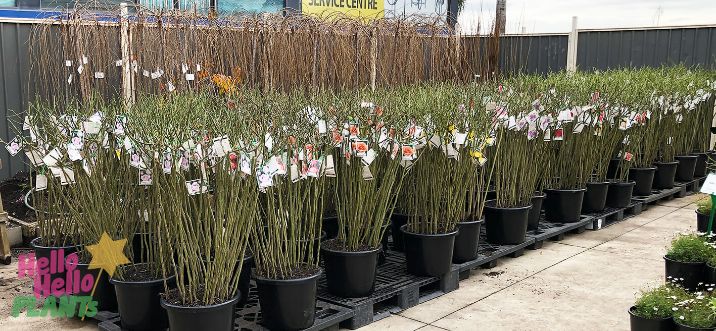 Hello Hello Plants Bare root roses floor stock