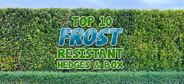 Top 10 Frost Resistant Hedge & Box Plants
