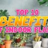 Blog Post Top 10 benefits of Indoor plants copy