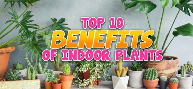 Top 10 Benefits of Indoor Plants