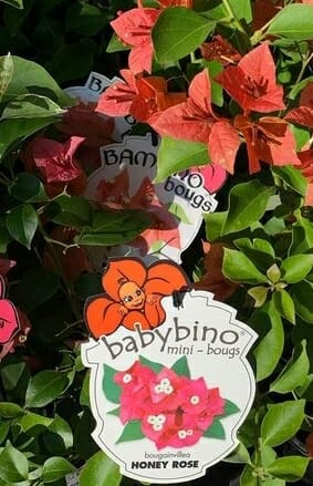 Bougainvillea babybino™ 'Honey Rose' 8