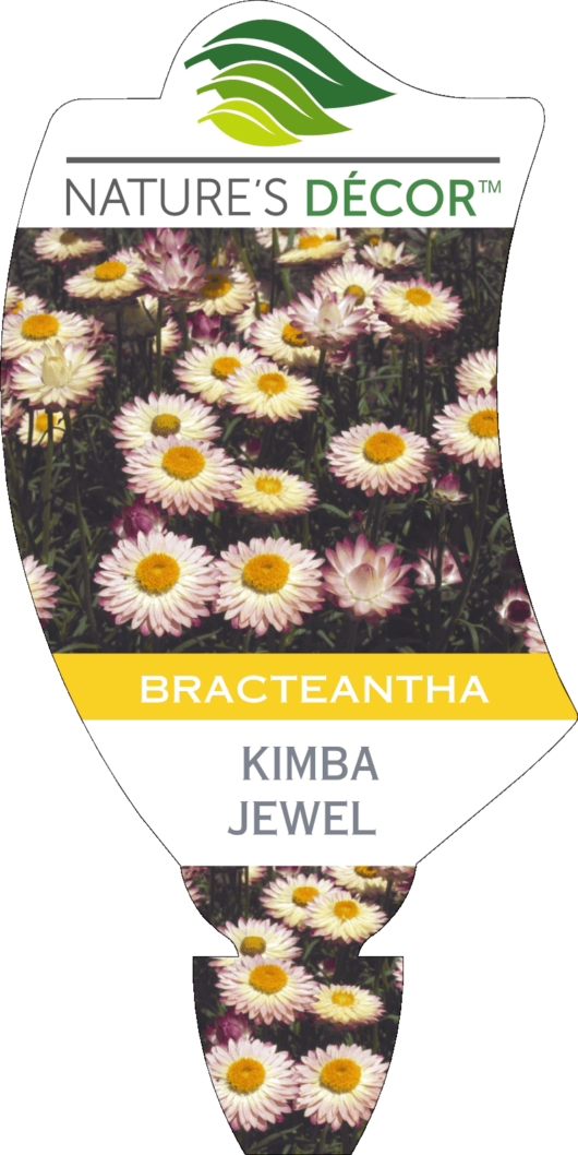 Bracteantha 'Kimba Jewel' Native Paper Daisy 6" Pot