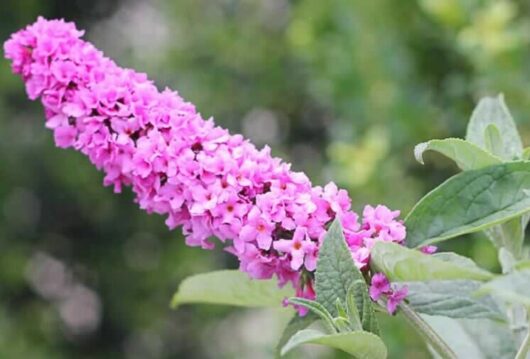 Buddleja Lo and Behold™ 'Pink Micro Chip'