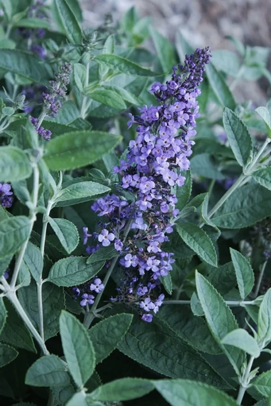 Buddleja Lo and Behold™ 'Blue Chip' 8" Pot