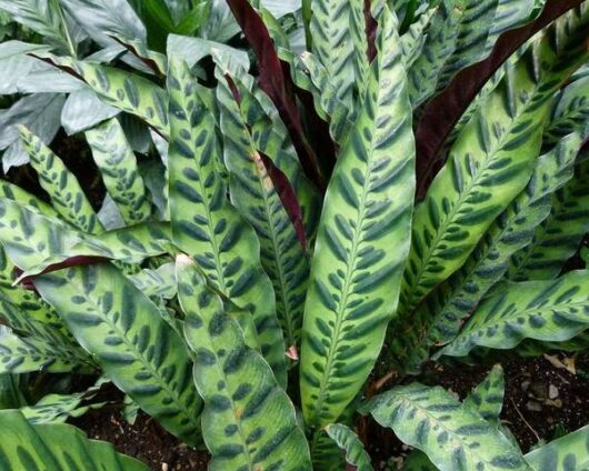 Calathea 'Rattlesnake' Plant 6" Pot