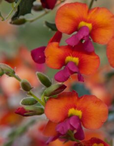 Chorizema 'Bush Flame Pea' 6" Pot