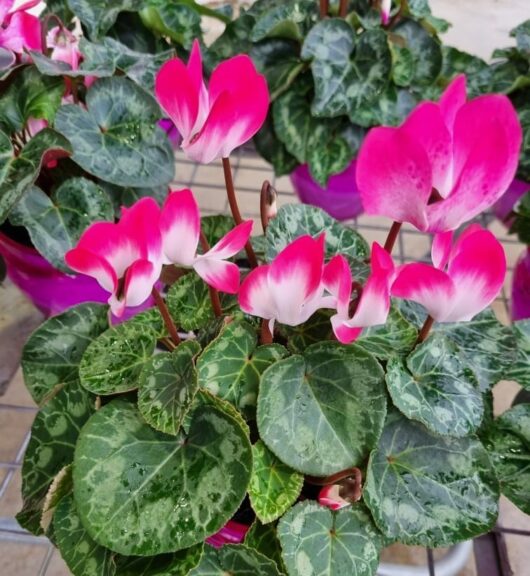 Hello Hello plants nursery melbourne victoria australia Cyclamen Pink