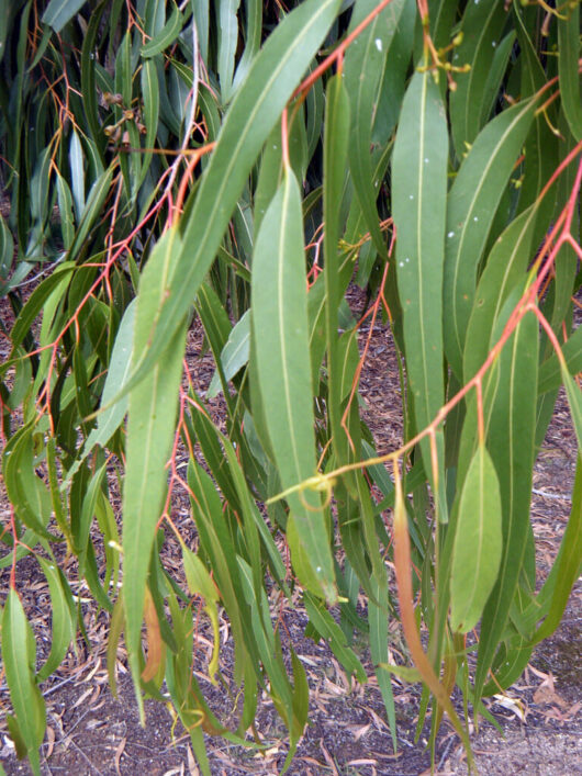Eucalyptus mannifera 'Brittle Gum'