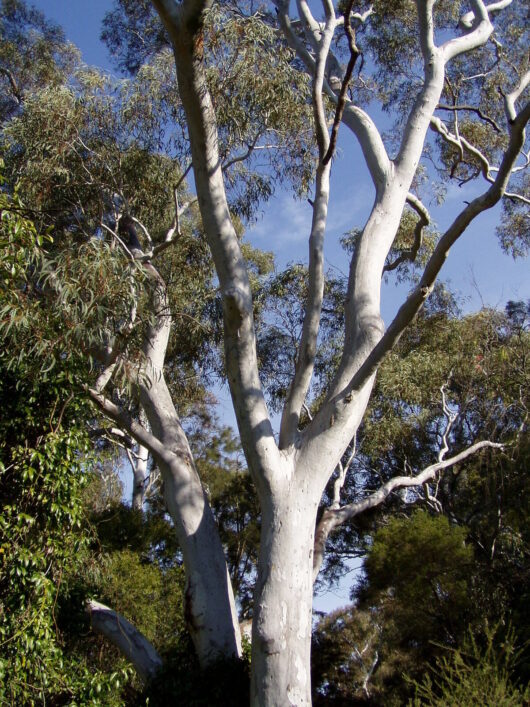 Eucalyptus mannifera 'Brittle Gum'