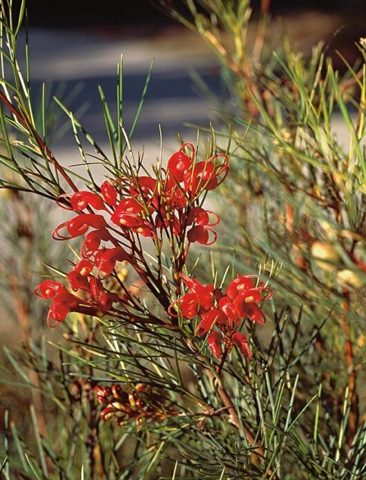 Grevillea 'Bon Accord' 6" Pot