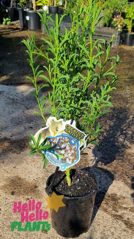 Philotheca 'Winter Rouge' Waxflower 6" Pot