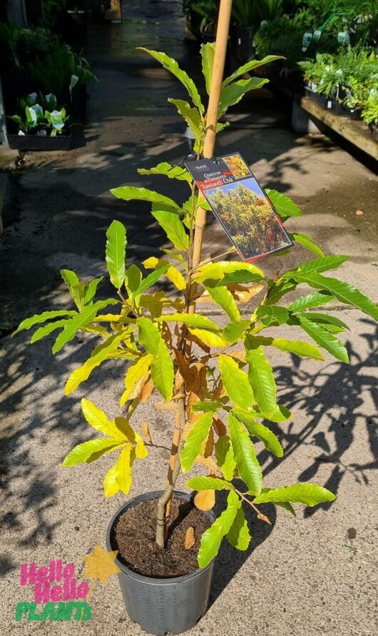 Quercus 'Sawtooth Oak' Tree 8" Pot