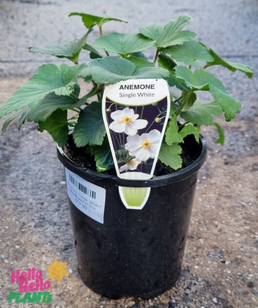 Anemone 'Single White' Windflower' 6" Pot