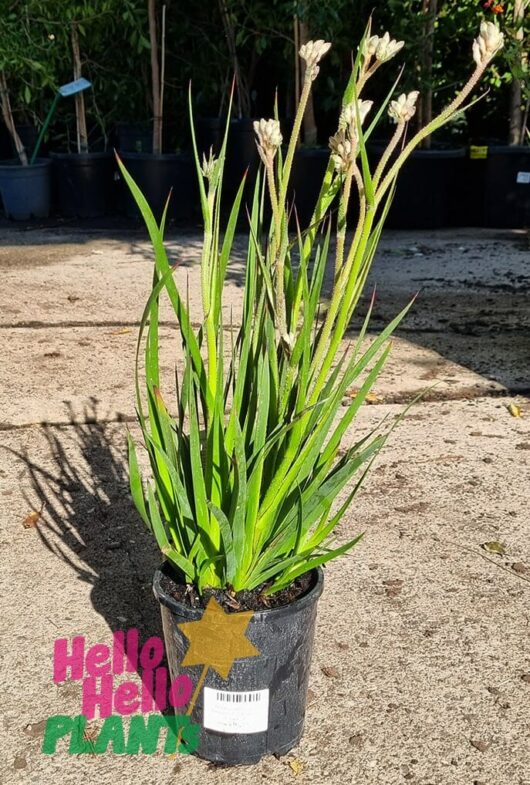 Anigozanthos 'Bush Diamond™' Kangaroo Paw 6" Pot