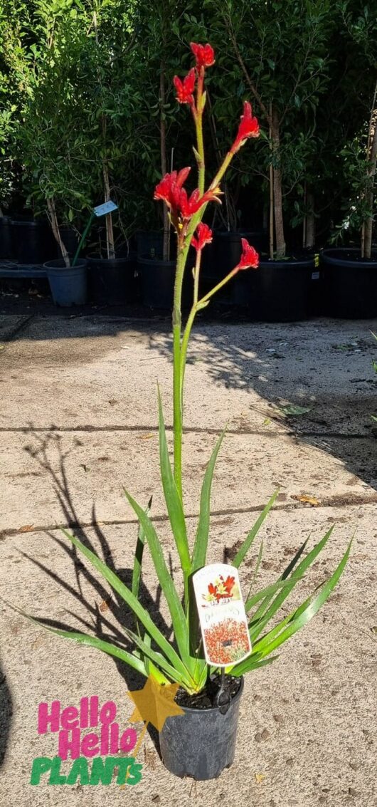 Anigozanthos 'Bush Fury™' Kangaroo Paw 6" Pot
